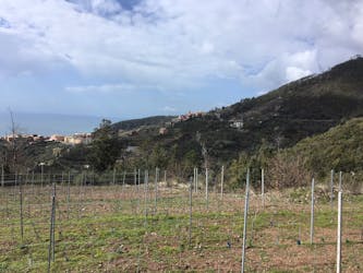 Ruta del vino en un viñedo ecológico en Bonassola